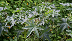 Ricinus communis