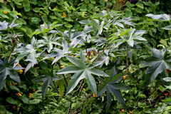 Ricinus communis