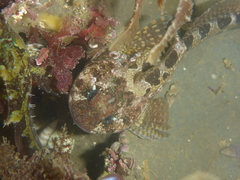 Clinocottus recalvus