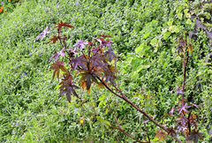 Ricinus communis