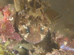 Clinocottus recalvus