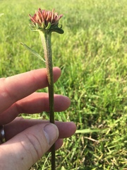 Echinacea atrorubens