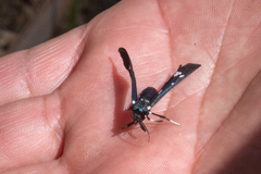 Syntomeida syntomoides