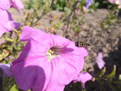 Betasyrphus serarius