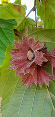 Corylus avellana