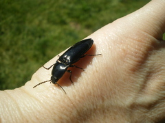 Melanactes densus