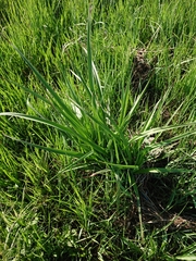 Kniphofia ensifolia