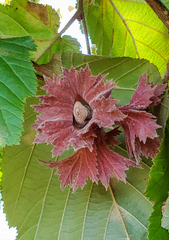 Corylus avellana