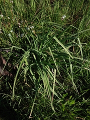 Kniphofia ensifolia