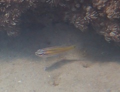 Ostorhinchus cavitensis