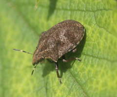 Hotea curculionoides