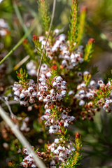 Erica rubiginosa