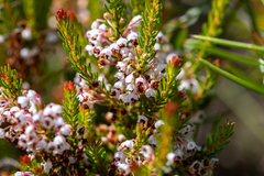 Erica rubiginosa