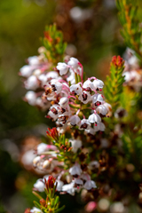 Erica rubiginosa