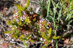 Erica rubiginosa