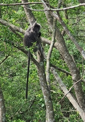 Trachypithecus selangorensis