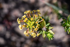 Struthiola mundii
