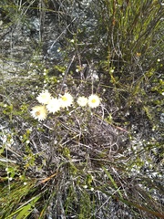 Syncarpha speciosissima