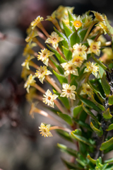 Struthiola mundii