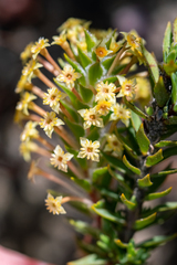 Struthiola mundii