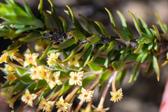 Struthiola mundii
