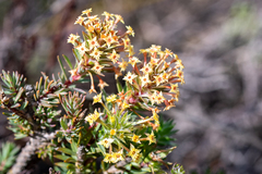 Struthiola mundii