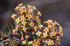 Struthiola mundii