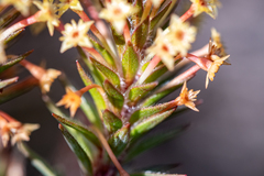 Struthiola mundii
