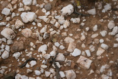 Albuca unifolia