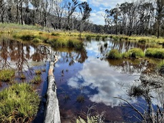Machaerina rubiginosa