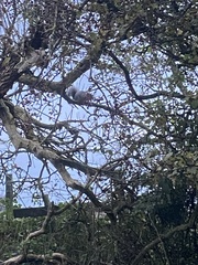 Sciurus carolinensis