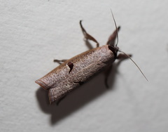 Pilostibes stigmatias