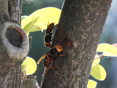 Vespa mandarinia japonica