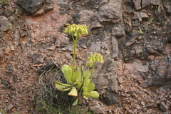Cotyledon cuneata