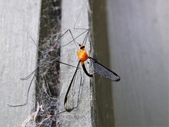Aurotipula clara