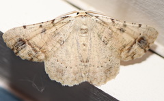 Aeolochroma quadrilinea