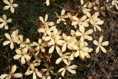 Dianthus caespitosus