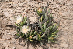 Cylindrophyllum comptonii