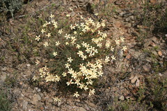 Dianthus caespitosus