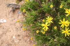 Euryops rehmannii