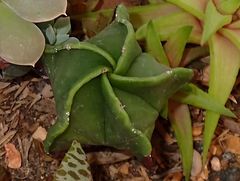 Astrophytum