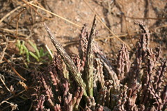 Tridentea gemmiflora