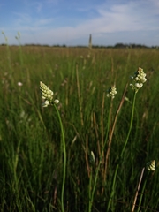 Eriospermum cooperi cooperi