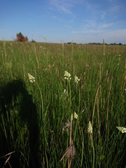 Eriospermum cooperi cooperi