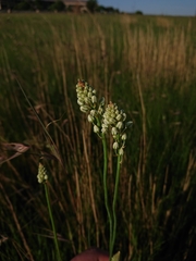 Eriospermum cooperi cooperi