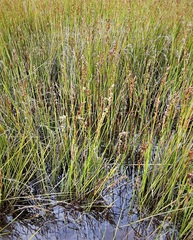 Machaerina rubiginosa