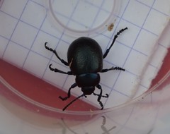 Timarcha goettingensis