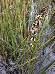 Machaerina rubiginosa