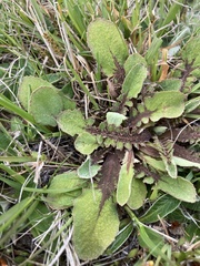 Sonchus novae-zelandiae
