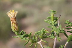 Pteronia hutchinsoniana